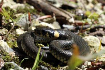 Snakes kaufen und verkaufen Photo: Suche Ringel- und Würfelnattern