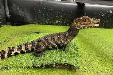 Lizards kaufen und verkaufen Photo: Paleosuchus palpebrosus baby