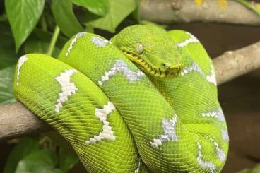 Schlangen kaufen und verkaufen Foto: Corallus caninus adult male 