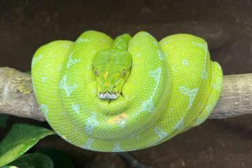 Pythons kaufen und verkaufen Photo: Looking for an adult male Morelia viridis Manokwari