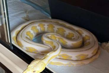 Schlangen kaufen und verkaufen Foto: Adult and proven Retic male 