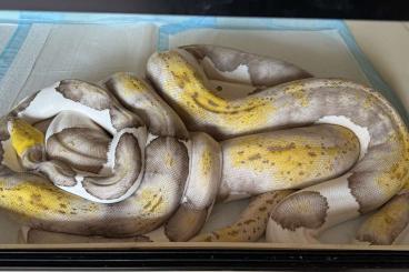 Pythons kaufen und verkaufen Foto: Looking for BLOND/AMEL retic