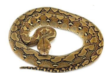 Snakes kaufen und verkaufen Photo: Malayopython reticulatus babies! Snakes kaufen und verkaufen Photo: Malayopython reticulatus babies!