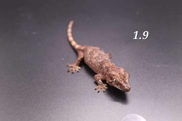 Geckos kaufen und verkaufen Foto: Höckerkopfgeckos (rhacodactylus auriculatus)