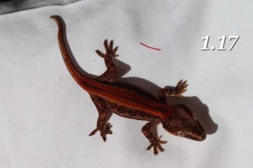 Geckos kaufen und verkaufen Photo: Letzen 2 Höckerkopfgeckos (rhacodactylus auriculatus) abzugeben!