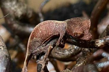 Geckos kaufen und verkaufen Foto:  0.1 Uroplatus phantasticus subadult abzugeben!