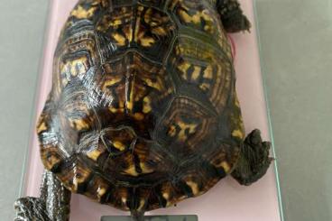 Schildkröten  kaufen und verkaufen Foto: Terrapin carolina carolina  available for verona show and Milan zone 