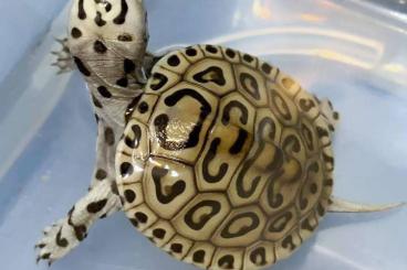 Schildkröten  kaufen und verkaufen Foto: Looking for Malaclemys terrapin concentric