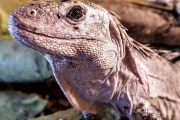Monitor lizards kaufen und verkaufen Photo: Varanus Macraei, varanus prasinus 