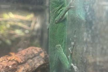 Echsen  kaufen und verkaufen Foto: Tiliqua, salvator rufescen, anolis, morelia viridis...