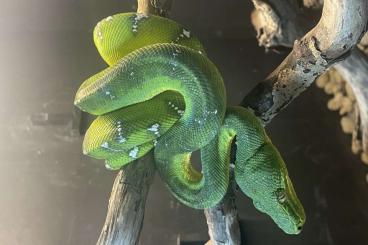 Snakes kaufen und verkaufen Photo: Morelia viridis , corallus caninus , Philodryas baroni