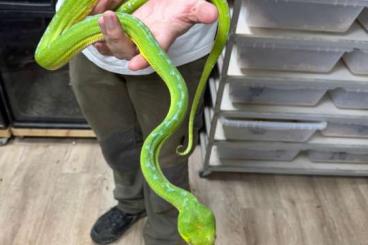 Snakes kaufen und verkaufen Photo: Morelia viridis manokweri 