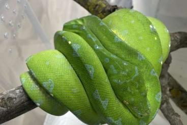 Schlangen kaufen und verkaufen Foto: Morelia viridis, gecko gecko , 