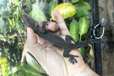 Geckos kaufen und verkaufen Foto: Gecko gecko of diferents morphs 