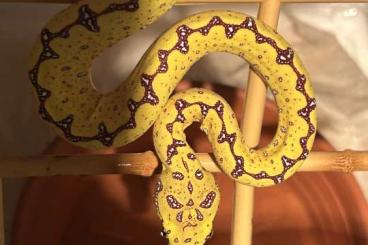 Snakes kaufen und verkaufen Photo: Morelia Viridis (Sorong) Blue Line zu verkaufen Snakes kaufen und verkaufen Photo: Morelia Viridis (Sorong) Blue Line zu verkaufen
