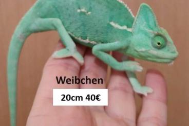 Chamaeleons kaufen und verkaufen Photo: Jemen Chamäleons Männchen /Weibchen Verschiedene Größen Tierexpress