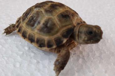 Landschildkröten kaufen und verkaufen Foto: Steppenschildkröten, NZ 24, 4-5cm Panzerlänge, T. horsfeldii, keine CI