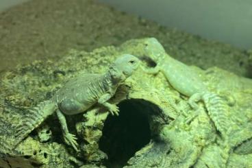 Lizards kaufen und verkaufen Photo: Uromastyx princeps fehlerfrei
