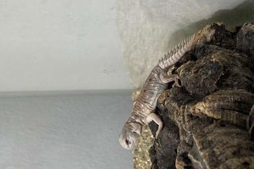 Lizards kaufen und verkaufen Photo: Uromastyx princeps Nz. 2024