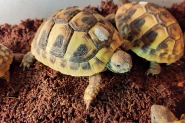 Tortoises kaufen und verkaufen Photo: Griechische Landschildkröten ( THB) NZ2024 Tortoises kaufen und verkaufen Photo: Griechische Landschildkröten ( THB) NZ2024