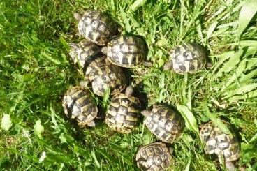Tortoises kaufen und verkaufen Photo: Griechische Landschildkröten, Nachzucht 2022
