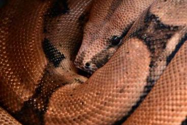 Boas kaufen und verkaufen Photo: 0.1 Boa Constrictor Imperator(Hypo Blood, Berry Line)