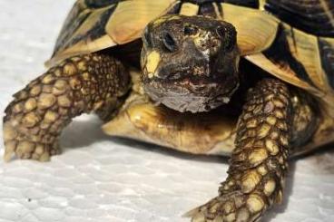 Landschildkröten kaufen und verkaufen Foto: Thh, Testudo hermanni hermanni Männchen, Sardinien 