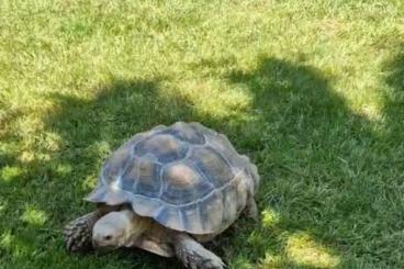 Tortoises kaufen und verkaufen Photo: 0.1 Sulcata 2015 Deutsche Nachzucht 