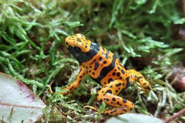 Pfeilgiftfrösche kaufen und verkaufen Foto: Dendrobates leucomelas Bolivar