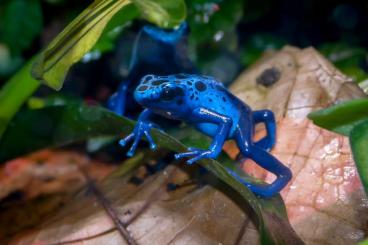 Poison dart frogs kaufen und verkaufen Photo: Dendrobates tinctorius azureus Nachzuchten