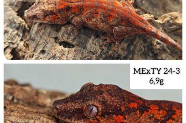 Geckos kaufen und verkaufen Photo: 0.0.4 Rhacodactylus Auriculatus CB24 Red line