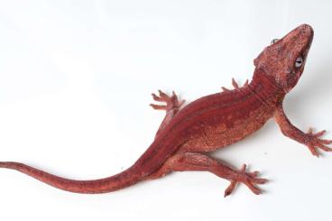 Geckos kaufen und verkaufen Foto: 1.2 Mniarogekko Chahoua Mainland//2.0 Rhacodactylus Auriculatus HigRed