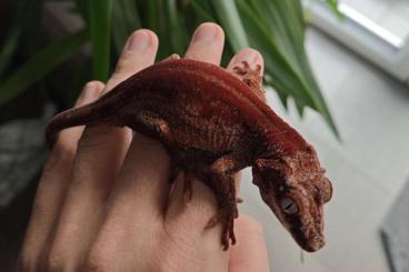 Geckos kaufen und verkaufen Foto: Rhacodactylus Auriculatus // Mniarogekko Chahoua 