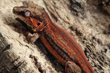 Geckos kaufen und verkaufen Foto: Rhacodactylus Auriculatus - Höckerkopfgecko NZ24 Hamm 