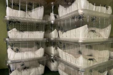 Vogelspinnen kaufen und verkaufen Foto: Caribena versicolor Bulk 140x 