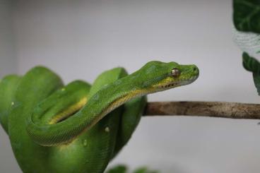 Pythons kaufen und verkaufen Foto: Morelia Viridis Baumpython 1.0 Cyclops 06/2020