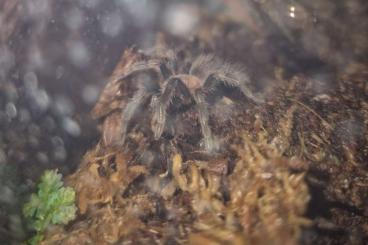 - bird spiders kaufen und verkaufen Photo: Verkleinerung des Bestands - bird spiders kaufen und verkaufen Photo: Verkleinerung des Bestands