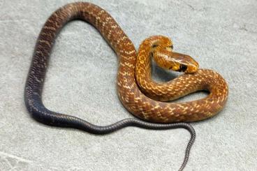 Schlangen kaufen und verkaufen Foto: Black Tail Cribo Dymarchon melanurus melanurus 