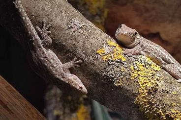 Geckos kaufen und verkaufen Photo: 1.0 Phelsuma breviceps Zuchtmann 
