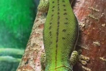Geckos kaufen und verkaufen Photo: Phelsuma malamakibo Nachzuchten 