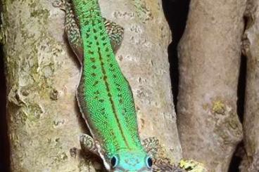 Geckos kaufen und verkaufen Photo: Phelsuma malamakibo Nachzuchten 