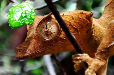 Geckos kaufen und verkaufen Photo: Uroplatus ebenaui Nachzuchten 