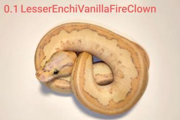 Ball Pythons kaufen und verkaufen Photo: Diverse Clown und Pied Nachzuchten 