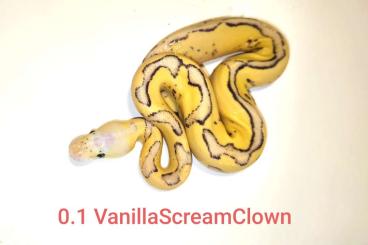 Königspythons kaufen und verkaufen Foto: Diverse Clown und Pied Nachzuchten 