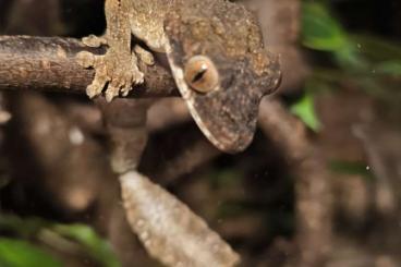 Geckos kaufen und verkaufen Foto: Uroplatus guentheri abzugeben.