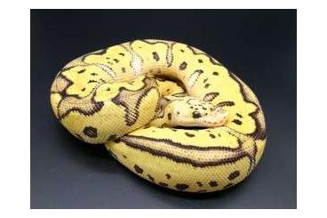 Snakes kaufen und verkaufen Photo: Clown + Pied Breeders ready to go