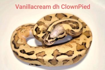 Snakes kaufen und verkaufen Photo: Clown Morphs and DH ClownPied Morphs