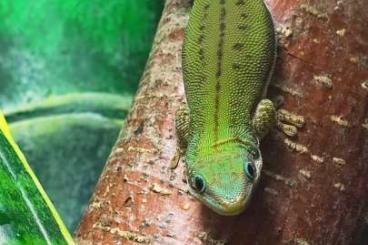 Geckos kaufen und verkaufen Foto: Breeding pair Phelsuma malamakibo