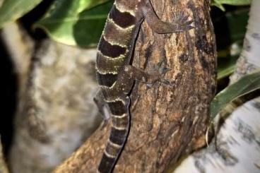 Geckos kaufen und verkaufen Foto: Searching Females of Hemidactylus fasciatus