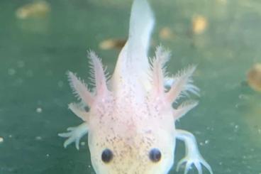 Salamander kaufen und verkaufen Foto: Axolotl, Ambystoma mexicanum